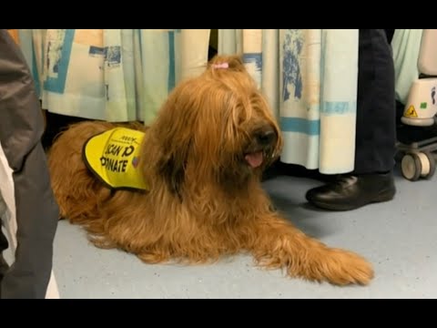 Ruby the support dog retires from QMC after seven years