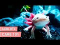 How Axolotls Make Great Pets | Axolotls Care Guide