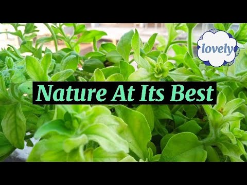 Nature at it's best | Old Video | Kainat Qazzafi Khan