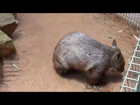 Wombat (Вомбат) Video