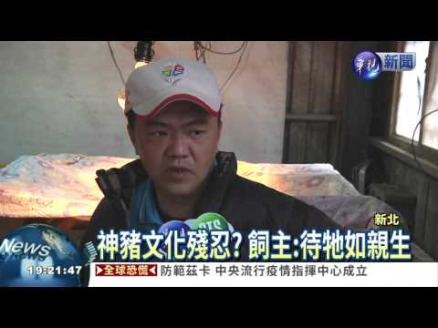 賽神豬殘忍? 飼主:待牠如親生