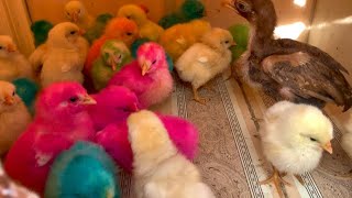 colourful Chicks growth day by day | Day To Cage Ma chicks Rakh Diye Full Video 👇👇👇