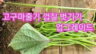 고구마 순,줄기 껍질 싑게까는 방법 업그레이드~ 인간극장,전원일기,주말농장,텃밭