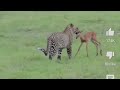 Cheetah Protects Impala