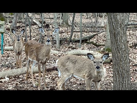 #whitetaildeer Coming Out of the Woodworks
