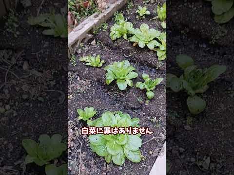 木製ガーデンボーダー2023