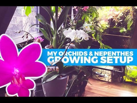 Windowsill Orchids and Terrarium Nepenthes: A Tour of My Growing Area