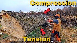 How to Buck a Tree without Pinching Your Bar - Tension and Compression