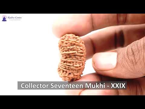 Rudraksha Product Image