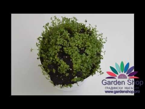 How to growing garden cress from seeds at home (indoors) + time lapse