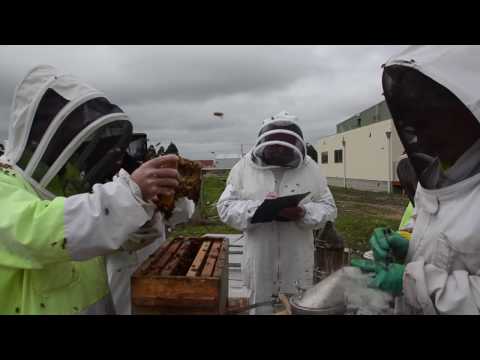 Breeding Queen Bees – a best practice video from the Honey Bee & Pollination Program