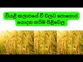 වියළි කලාපයේ වී වගාවේදී නිවැරදි පොහො�