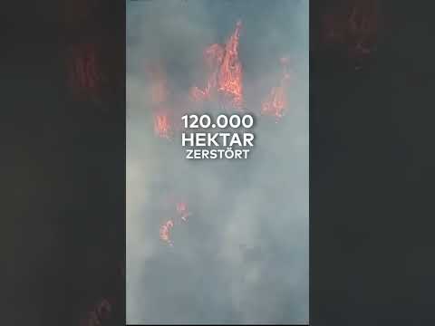 FLAMMENINFERNO IN TEXAS: Waldbrände kommen US-Atomfabrik gefährlich nah #shorts