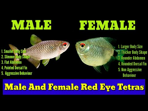 5 Way To Identify Male And Female Red Eye Tetra | Red Eye Tetra Male And Female