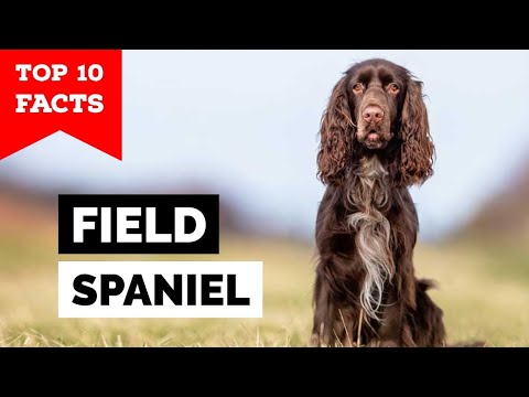 Field Spaniel - Top 10 Facts