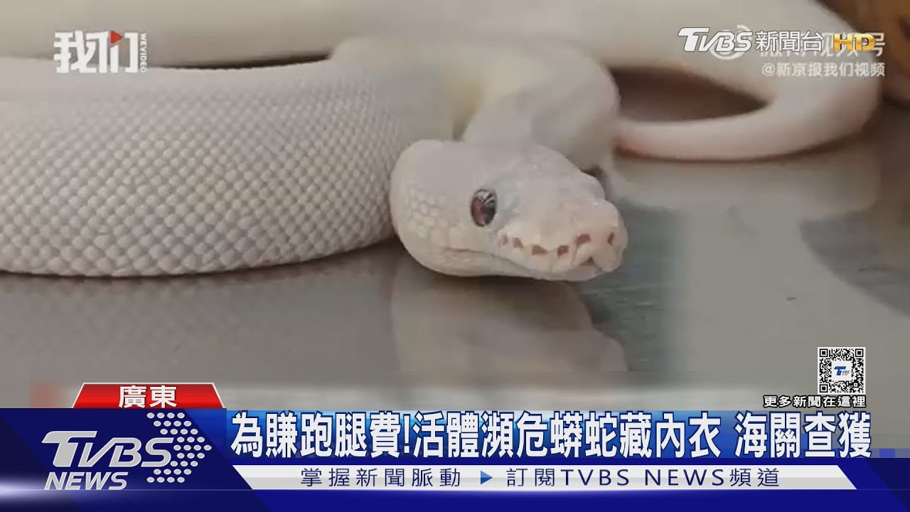 走私瀕危動物賺跑腿費!活體蛇塞內衣三男「236隻鱷龜藏內褲」