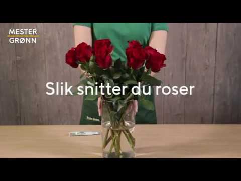 download lagu mp3 mp4 Lykke Roser, download lagu Lykke Roser gratis, unduh video klip Lykke Roser