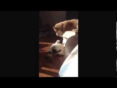 Cat vs Dog