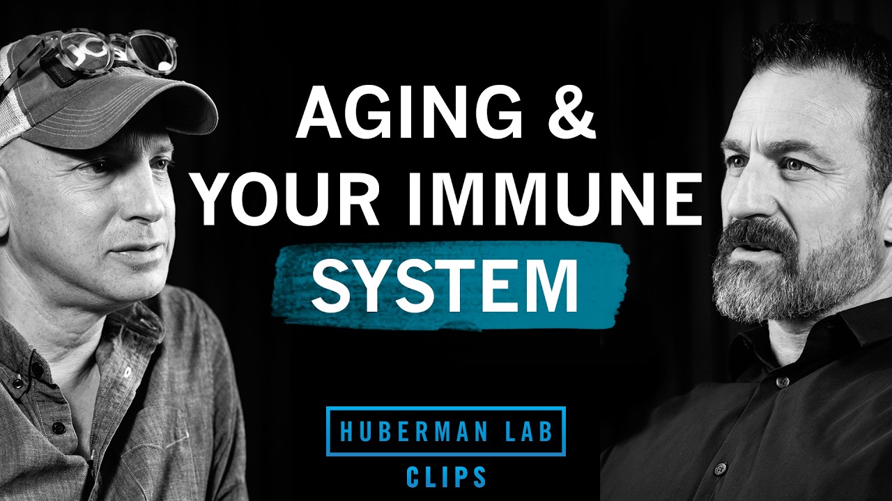 Why Your Immune System Declines With Age | Dr. Max Krummel & Dr. Andrew Huberman
