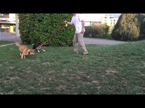 Mummy, Loony need to burn calories 😂😂😂