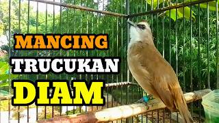 Download lagu Suara Burung Trucukan Gacor Memanggil Lawan pancingan trucuk betina Memanggil jantan agar bunyi mp3 Download lagu Suara Burung Trucukan Gacor Memanggil Lawan pancingan trucuk betina Memanggil jantan agar bunyi mp3