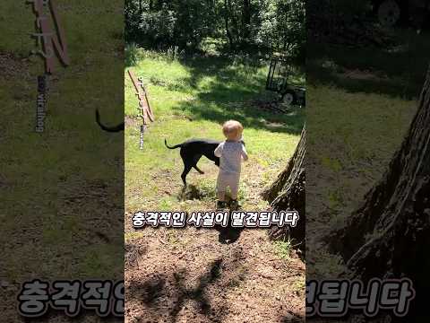 개랑 있을때는 절대로 한눈팔면 안됩니다…