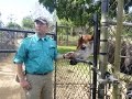San Diego Zoo Safari Park Behind The Scenes Tour Okapi Feeding