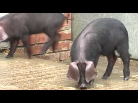 Bill Quay Farm desperately needs to fill funding gap to remain open