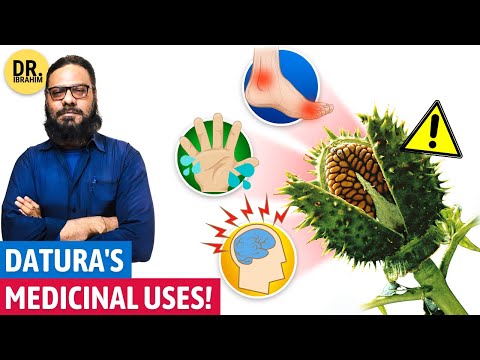 Datura's BEST Medicinal Uses for Inflammation, Hand Sweat, & Uric Acid | Urdu/Hindi | Dr. Ibrahim