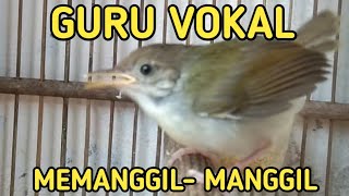 Download lagu suara pikat prenjak ampuh // anakan prenjak minta makan mp3 Download lagu suara pikat prenjak ampuh // anakan prenjak minta makan mp3