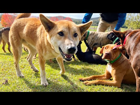Wild Born Dingo Vs Domestic Dog