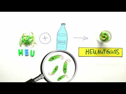 EINZELLER | DAS AUGENTIERCHEN EUGLENA | Biologie | Biologie der Zellen