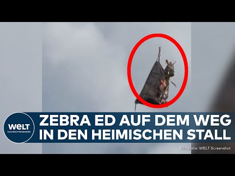 ZEBRAFLUCHT IN TENNESSEE: Ausgebrochenes Tier nach über einer Woche endlich eingefangen!