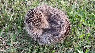 ヘッジホッグ(ハリネズミ)発見！！
