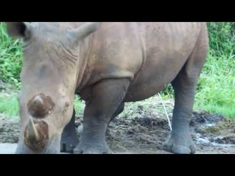 Rhino Peeing