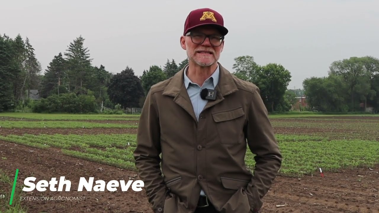 Early season soybean scouting