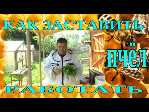 КАК ЗАСТАВИТЬ ПЧЁЛ РАБОТАТЬ. АКТИВИЗАЦИЯ МЕДОСБОРА