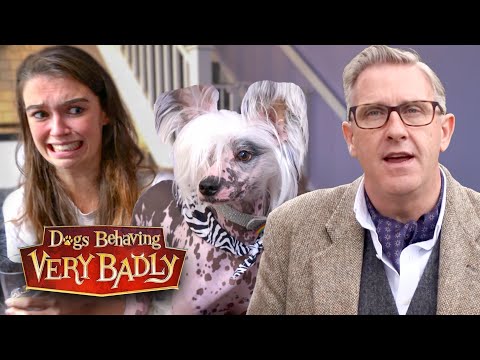 Help! My Angry Little Dog Scares People Away