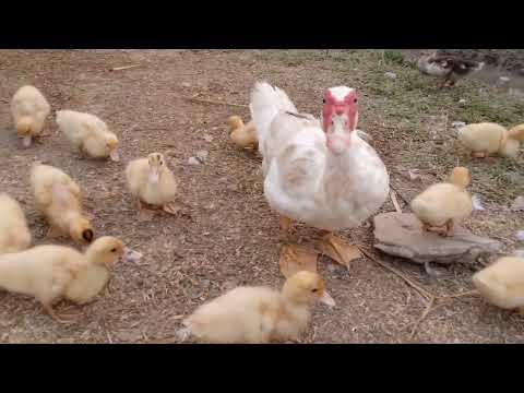 duck and chicken live​ part 36