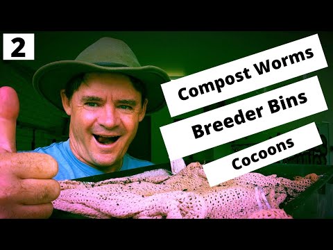 COMPOST WORM BREEDER Bins Are Cocoon Numbers Up?