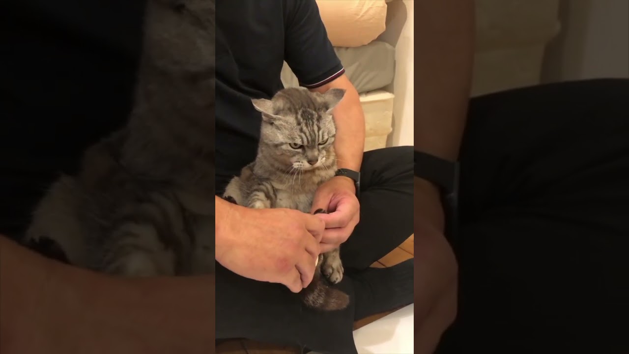 トムの爪切り2025