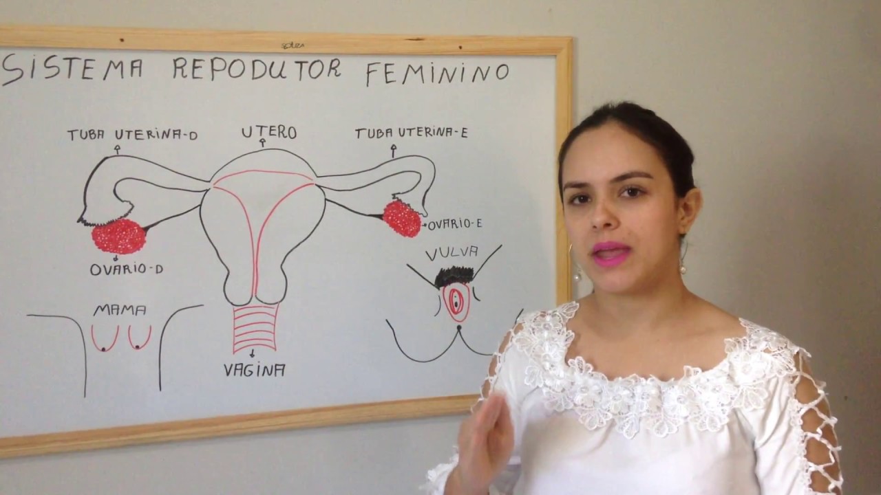 SISTEMA REPRODUTOR FEMININO.