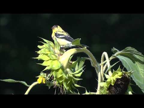 American Gold  Finch (Male)