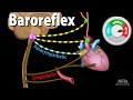 Baroreflex Regulation of Blood Pressure, Animation.