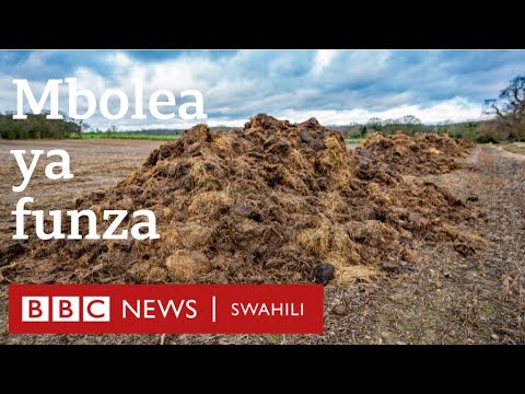 , title : 'Kampuni inayotumia funza kutengeneza chakula cha mifugo na mbolea Tanzania'
