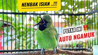 Download lagu PANCINGAN CUCAK IJO MINI GACOR AMPUH MANCING EMOSI JOMIN BAHAN mp3 Download lagu PANCINGAN CUCAK IJO MINI GACOR AMPUH MANCING EMOSI JOMIN BAHAN mp3