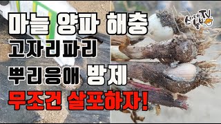 마늘 양파 고자리파리 토양살충제 뿌리기 뿌리응애 농약