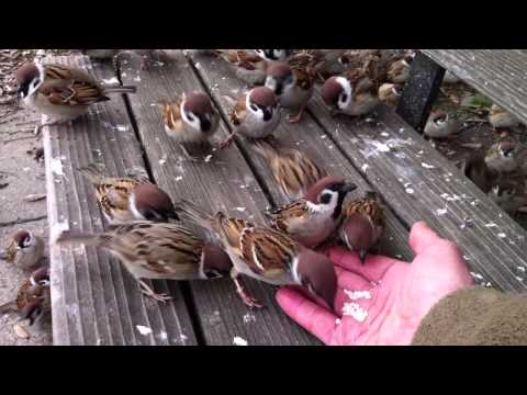 My eye is on the sparrow. 　Sparrows are eating foods from my hand  手から餌を食む雀