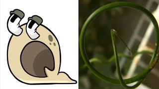 Alphabet Lore But In Nature