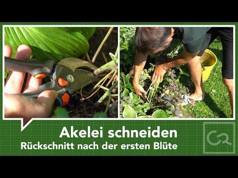 Akelei schneiden – Rückschnitt nach der ersten Blüte